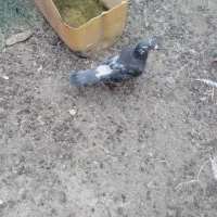 پرنده کفتر