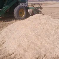 کاه دیم کرمانشاه