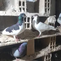 کبوترفروشی