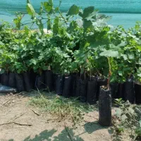 نهال انگور ترکمن ۴ و ۶ و مندراپ با نازل ترین قیمت