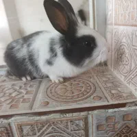 خرگوش