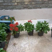 تعدادی گل قاشقی
