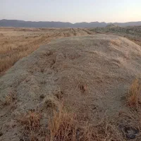 کاه جو دیمی