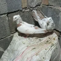 دوجفت کبوتر به فروش میرسد