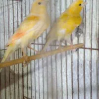 دو عددماده قناری اماده به جفت