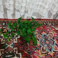 چهار عددگل