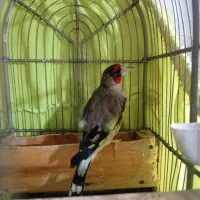 سهره دورگ زاغ
