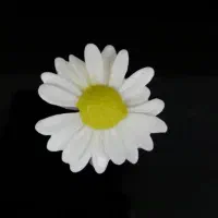 شمع بابونه