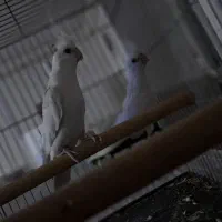 عروس هلندی