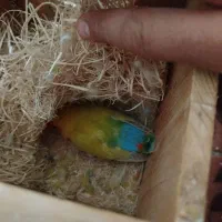 طوطی|پرنده|مشهد, خلق آباد سفلی|دیوار
