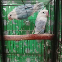طوطی برزیلی ماده