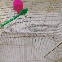 جفت فنچ