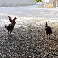مرغ و خروس