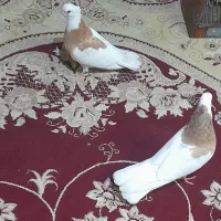 کبوتر طوقی