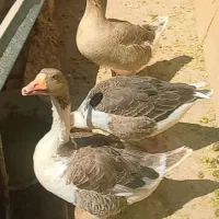 غاز