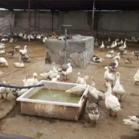 خریدوفروش غاز واردک ومرغ وبوقلمون