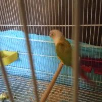جفت گیرینچیک آناناسی فول سرخ