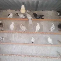 جوجه پرشی