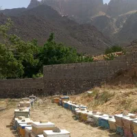 عسل