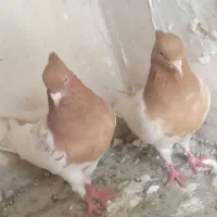 کبوتر رنگه