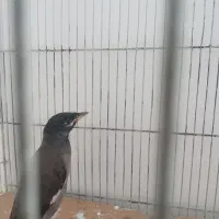 یک جوجه مینا بفروش میرسد