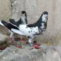 رنگی سیاه