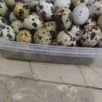 فروش بلدرچین وتخم بلدرچین