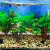 آکواریوم با ماهی و تمام وسایل