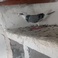 کیوتر مغلف