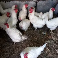 مرغ تخمگذار