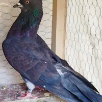 کفتر|پرنده|کاشان, راوند|دیوار