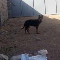توله سگ ژرمن