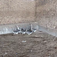 فروش غاز محلی