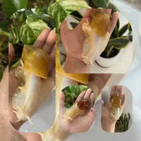 سلام حلزون تخم گزار.