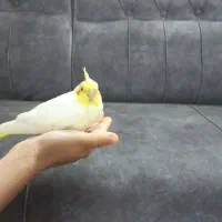 عروس هلندی نر و ماده و جوجه