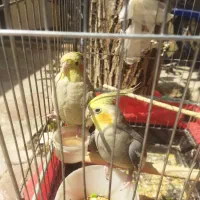 عروس هلندی مولد