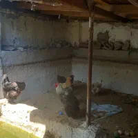 مرغ برهما