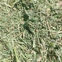 یونجه کوبیده شده