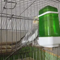 عروس هلندی نر
