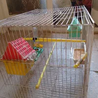 قفس پرنده