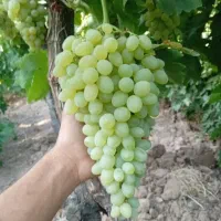 مراقب میوه هات باش