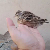 سهره خاکی
