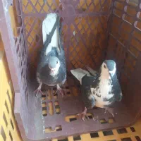نرماده خرقه زرهی