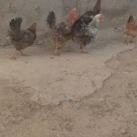 مرغ تخمی درشت