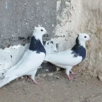 کبوتر 20 تا پرشی دارم