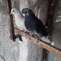 گرفتی پردمبی