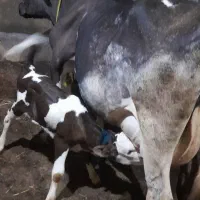 گاو شیری با گوساله سیمنتال