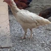 مرغ وخروس