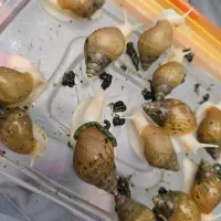 حلزون|خزنده|کوهسار (البرز), |دیوار