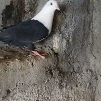 کلاغ کربلایی ماده